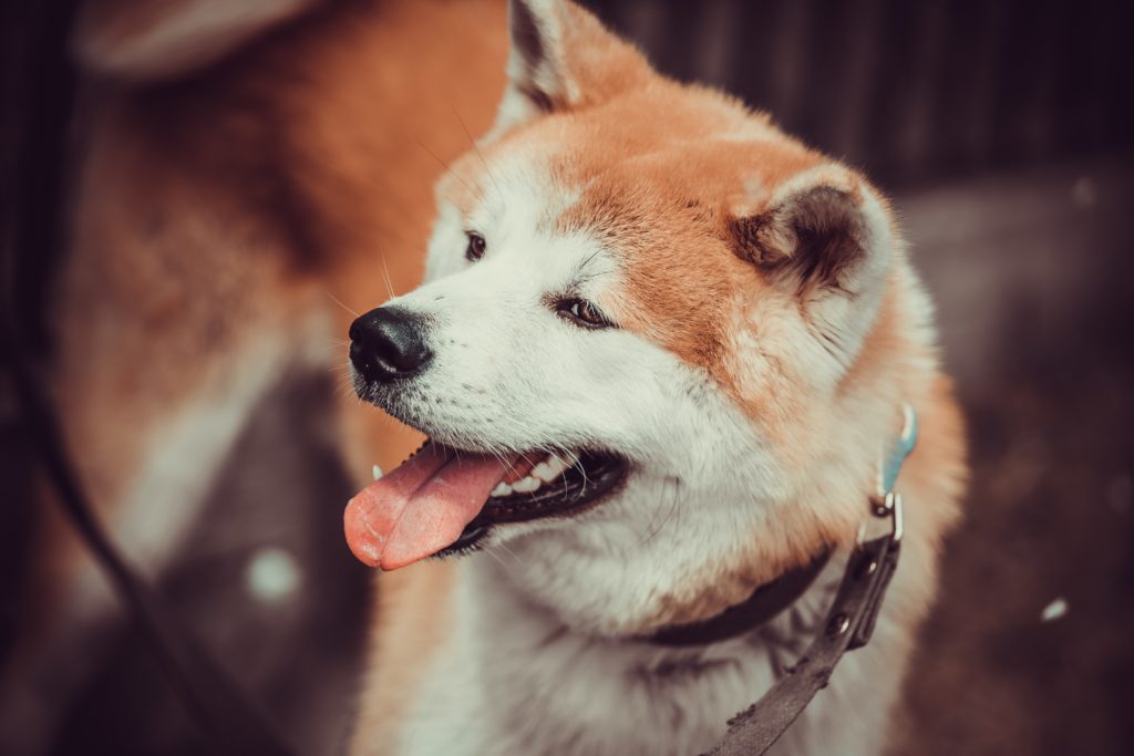 Akita Inu