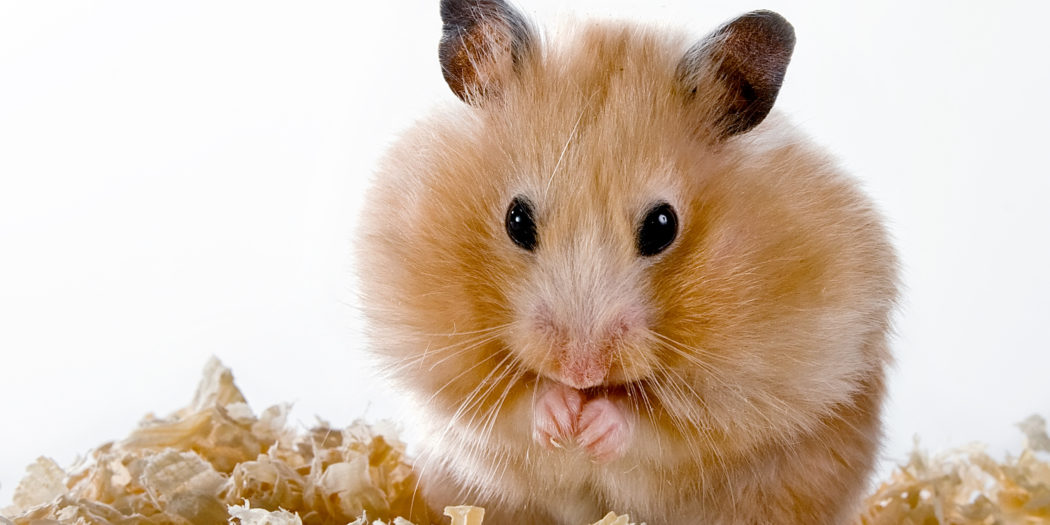 chomik na ściółce