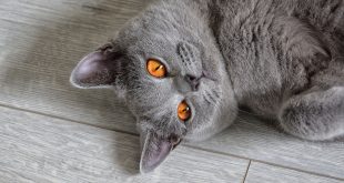 kot brytyjski krótkowłosy