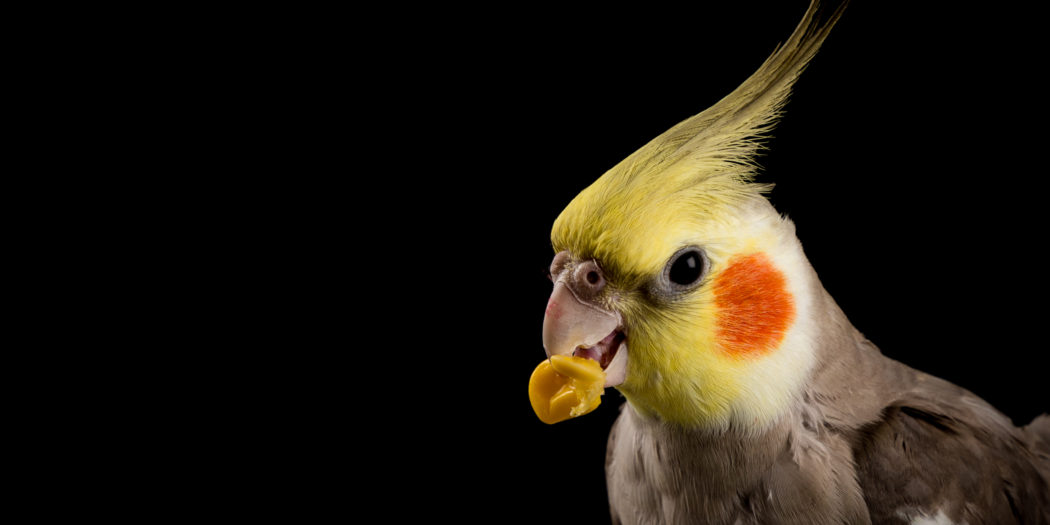 samiec papugi nimfy z ziarnem kukurydzy