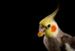 samiec papugi nimfy z ziarnem kukurydzy