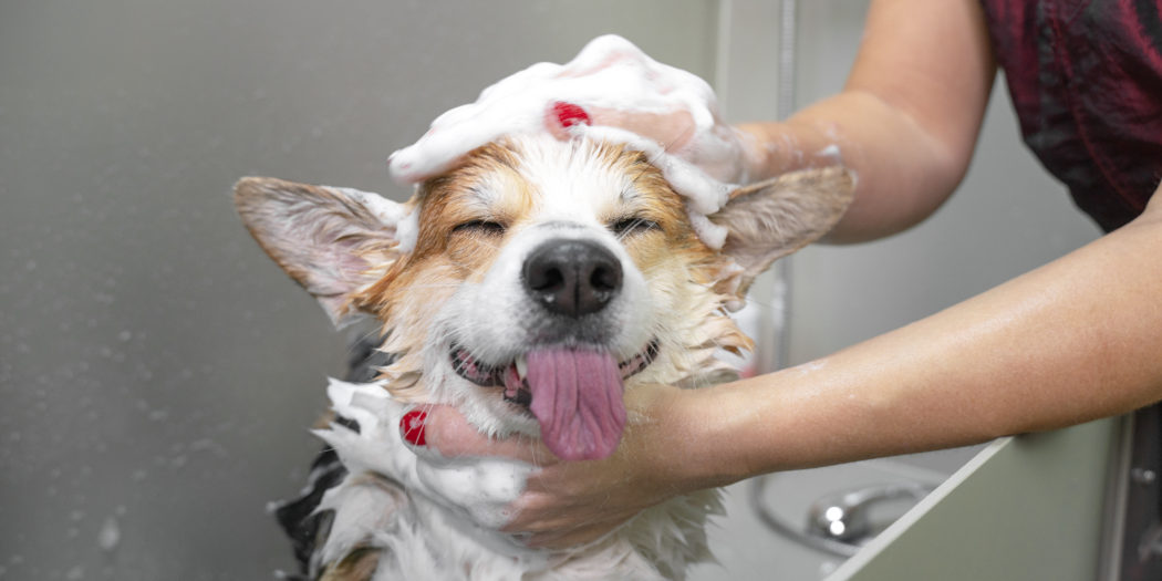 kąpiel psa w wannie