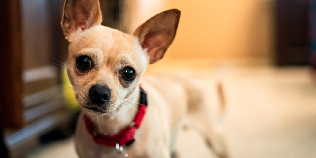 Chihuahua tresura pupila