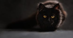 Czarny kot z żółtymi oczami
