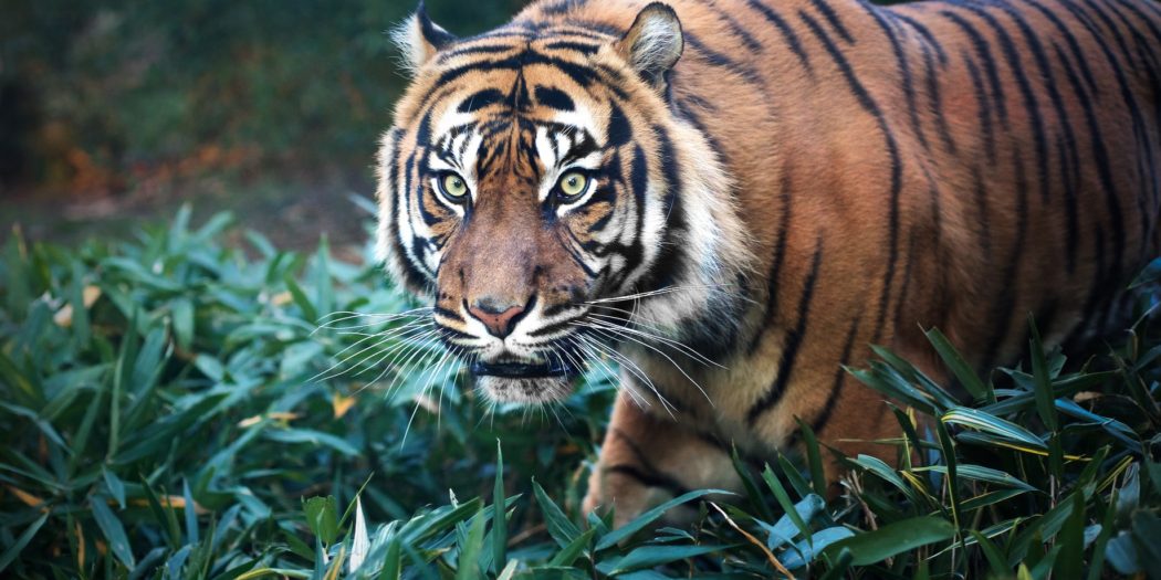 tygrys sumatrzański