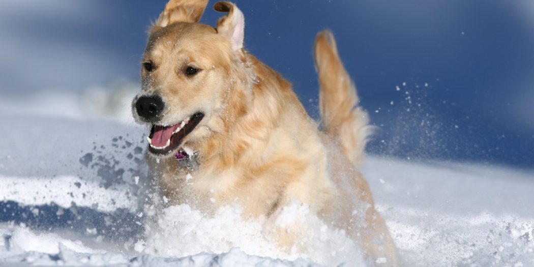 Golden Retriever zimą