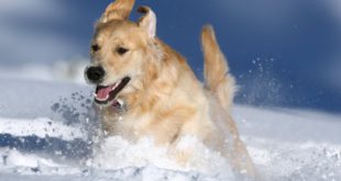 Golden Retriever zimą