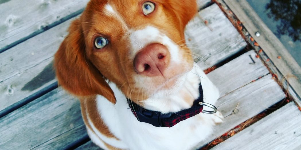 Charakter psa ze schroniska