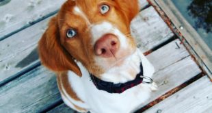 Charakter psa ze schroniska