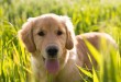 Pies w trawie jest narażony na kleszcze
