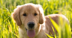 Pies w trawie jest narażony na kleszcze