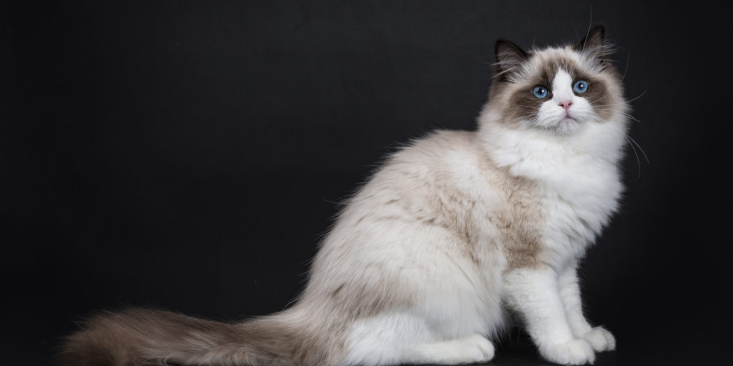 Ragdoll