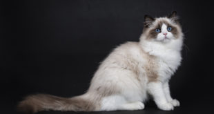 Ragdoll