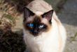 rasowy kot o niebieskich oczach