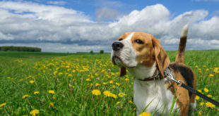 jak nauczyć psa sikania na dworze