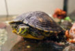pielęgnacja żółwia