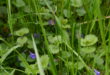 Młody bluszczyk kurdybanek wśród traw, Glechoma hederacea