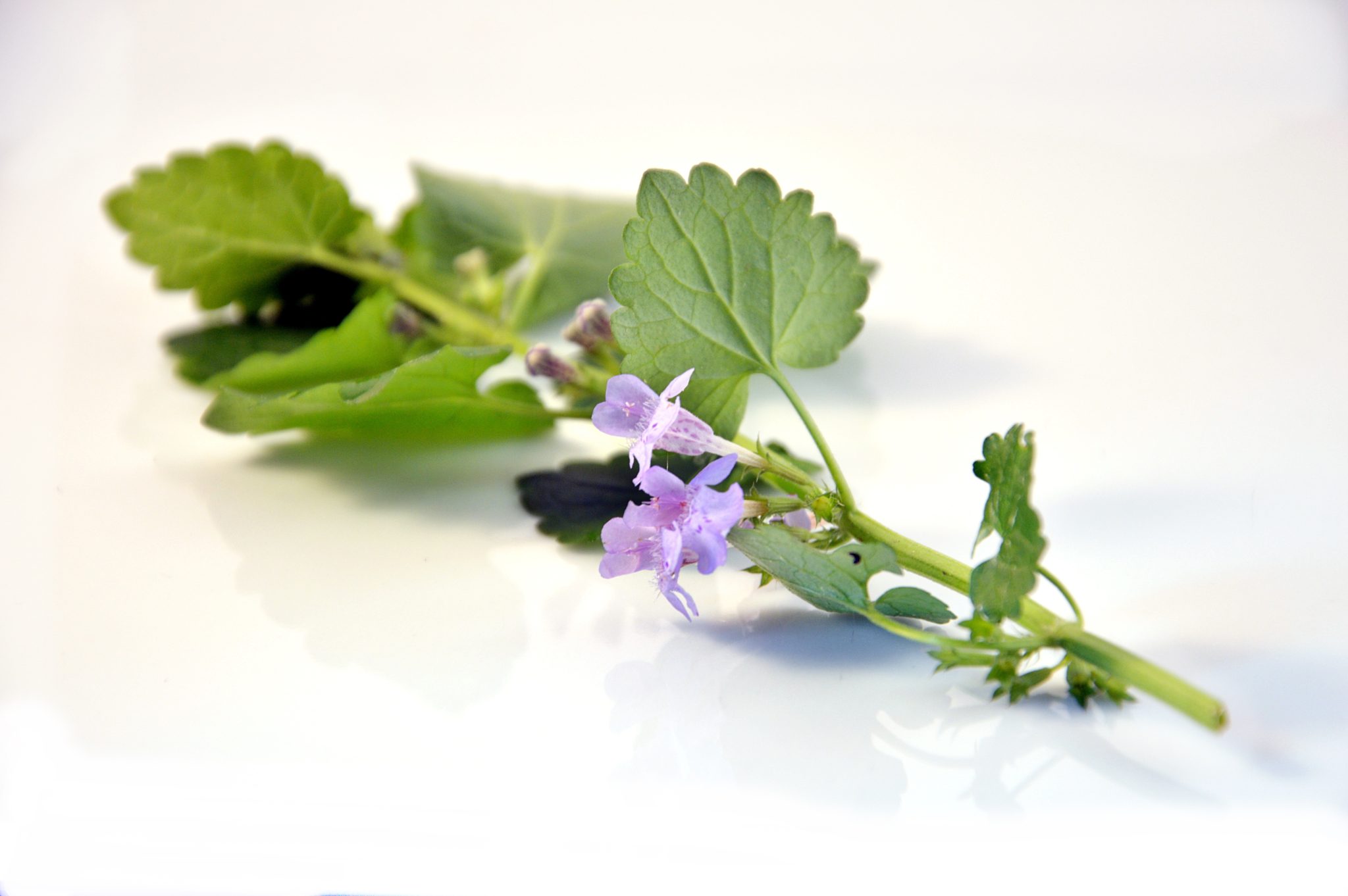 Bluszczyk kurdybanek Glechoma hederacea