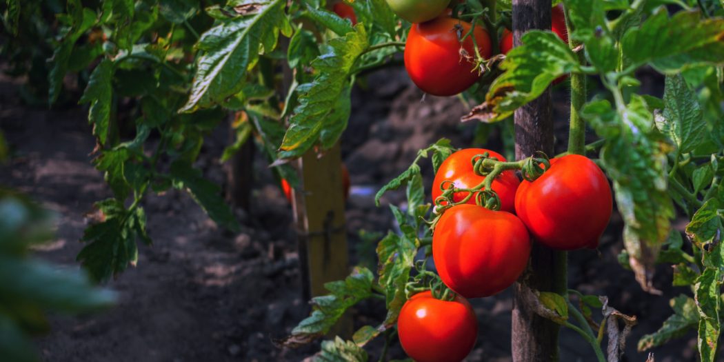 żywność ekologiczna w profilaktyce raka